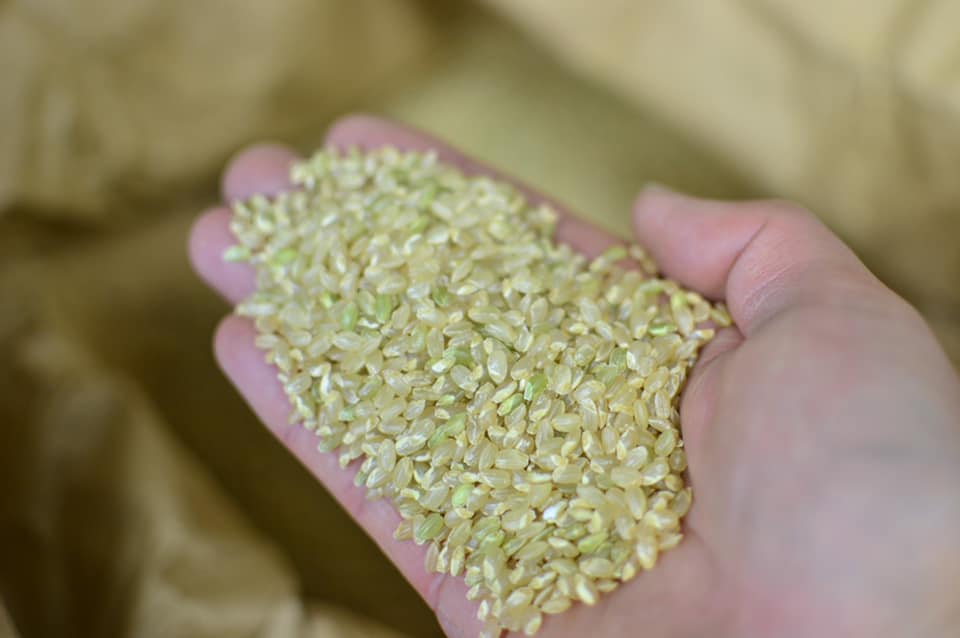 Gạo lứt thiên nhiên mầm to Kamiakari (Có chứng nhận hữu cơ JAS)