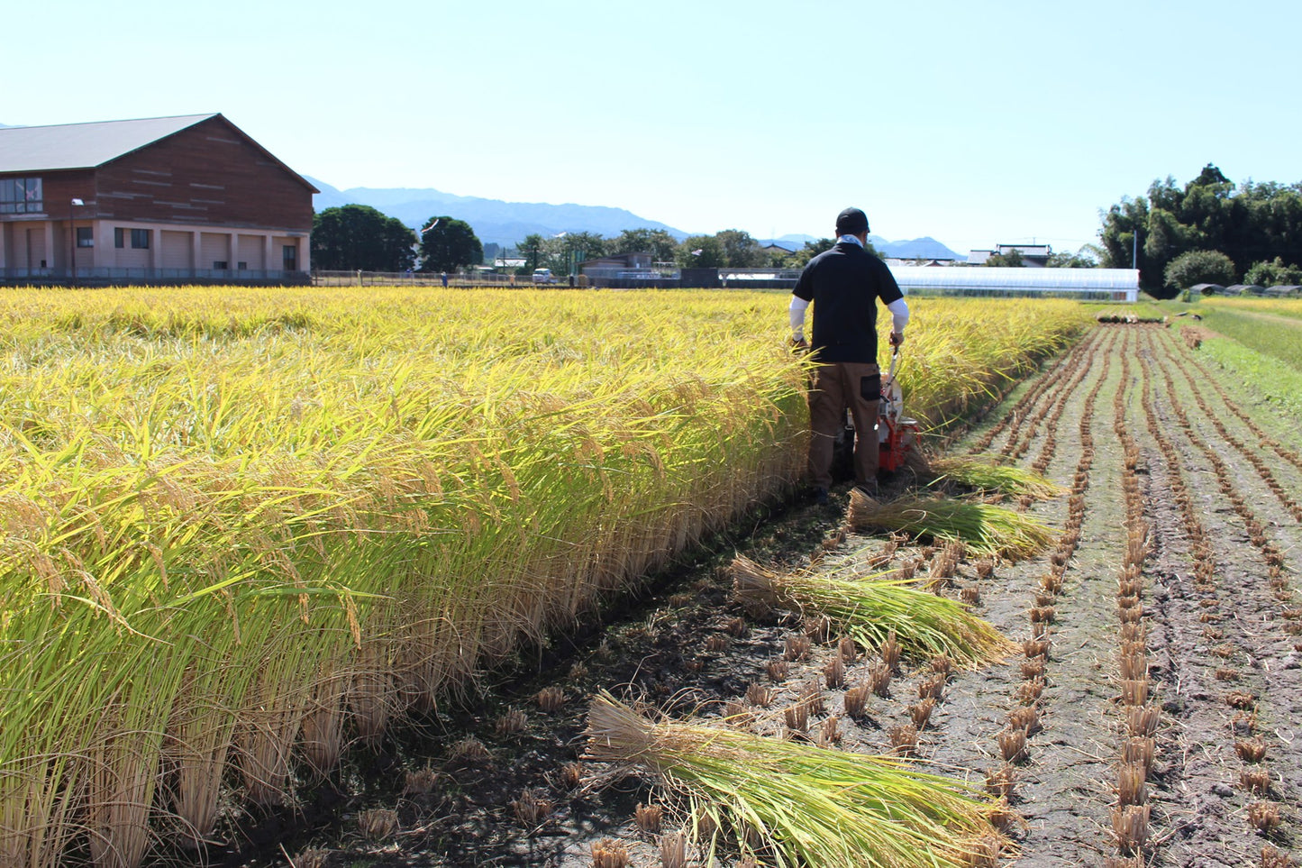 Niigata Koshihikari (brown rice)