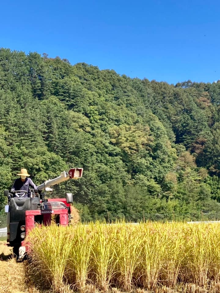 Naturally grown (JAS organic) Nagano Sasashigure