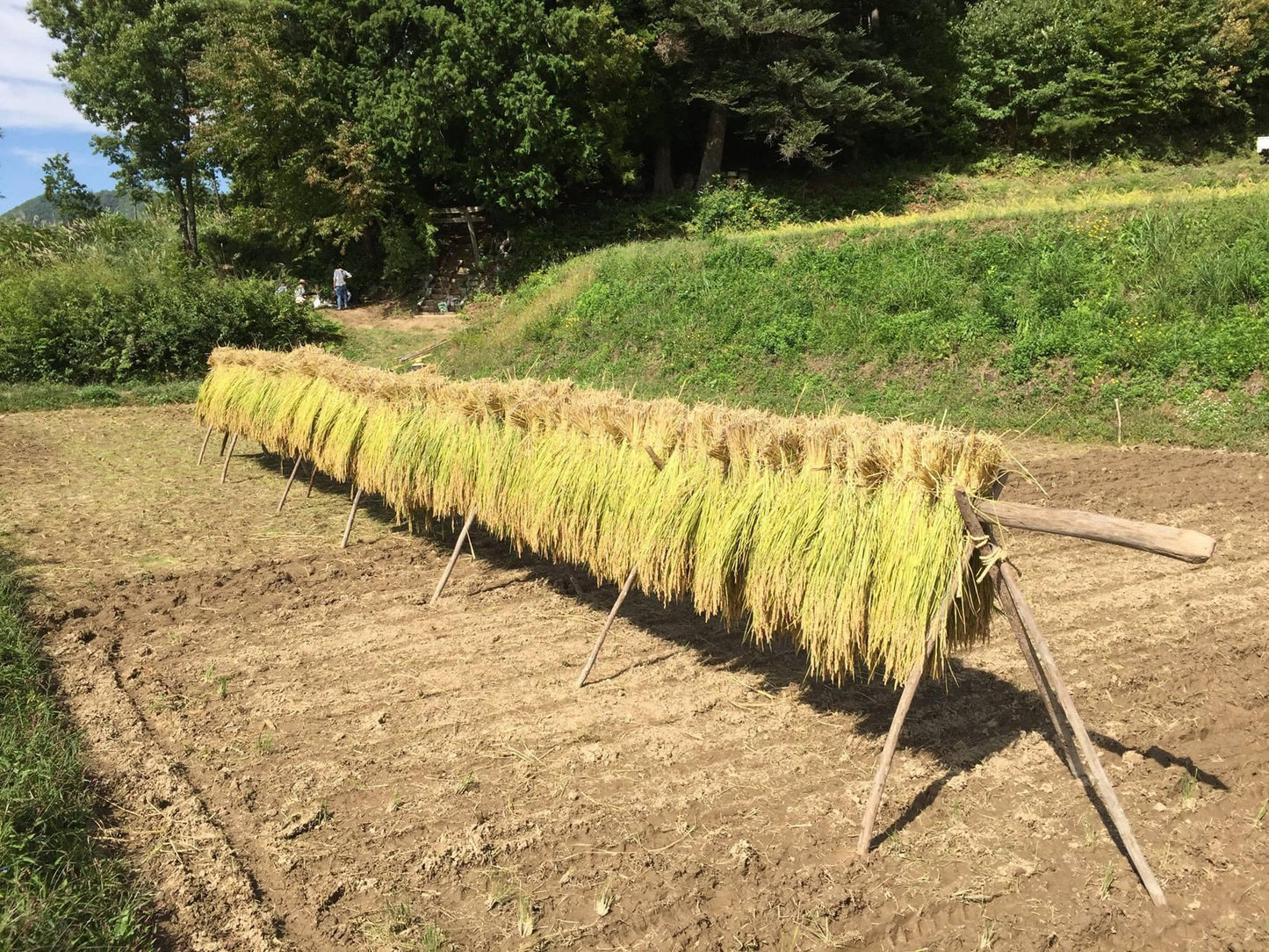 JAS Organic Nagano Kamiakari