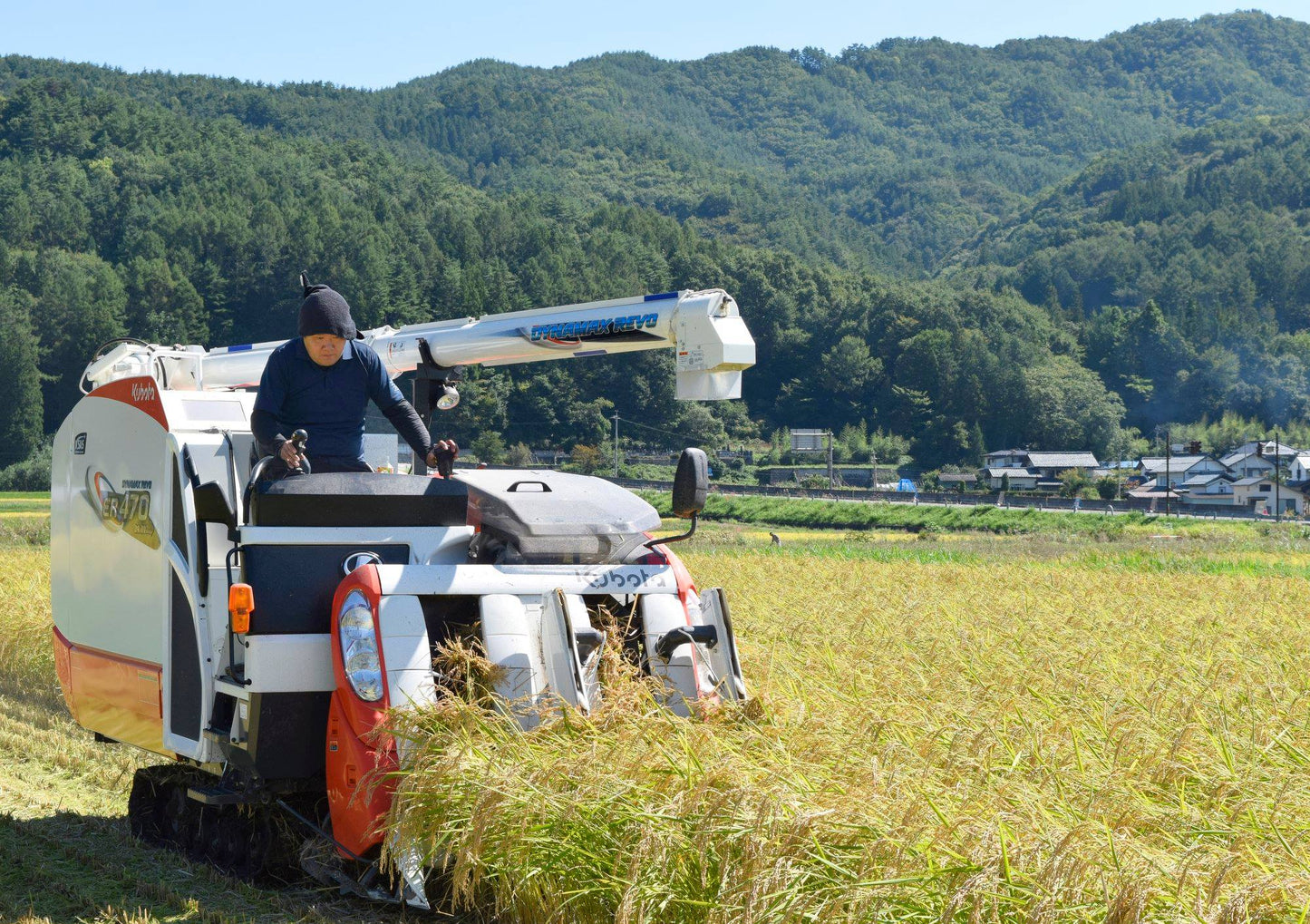 Nagano Organic Milky Queen