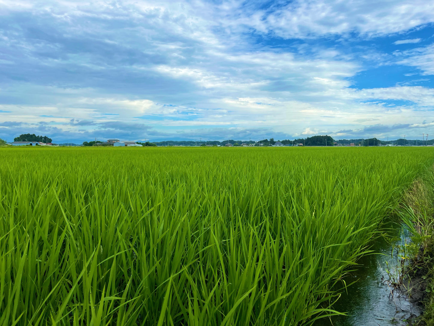 Gạo Nhật Miyagi Kinnoibuki (Dạng gạo lứt)