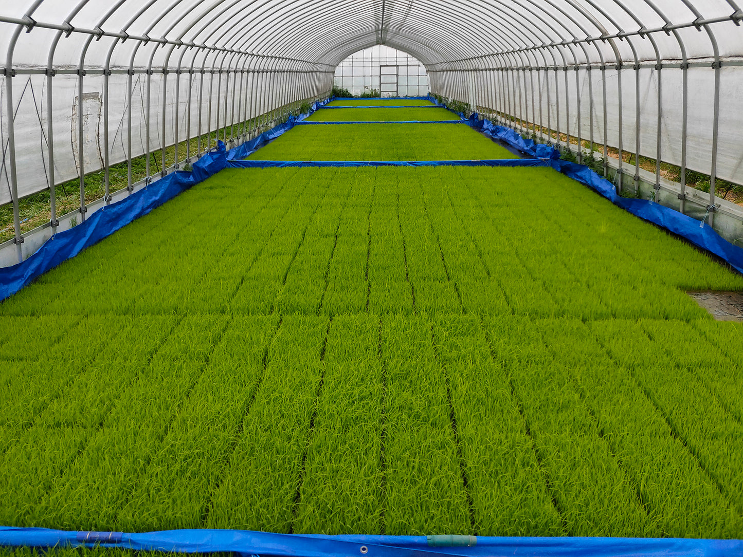 JAS Organic Sasanishiki Rice