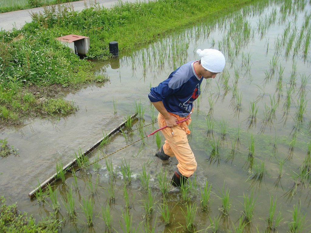 Minamiuonuma Koshihikari