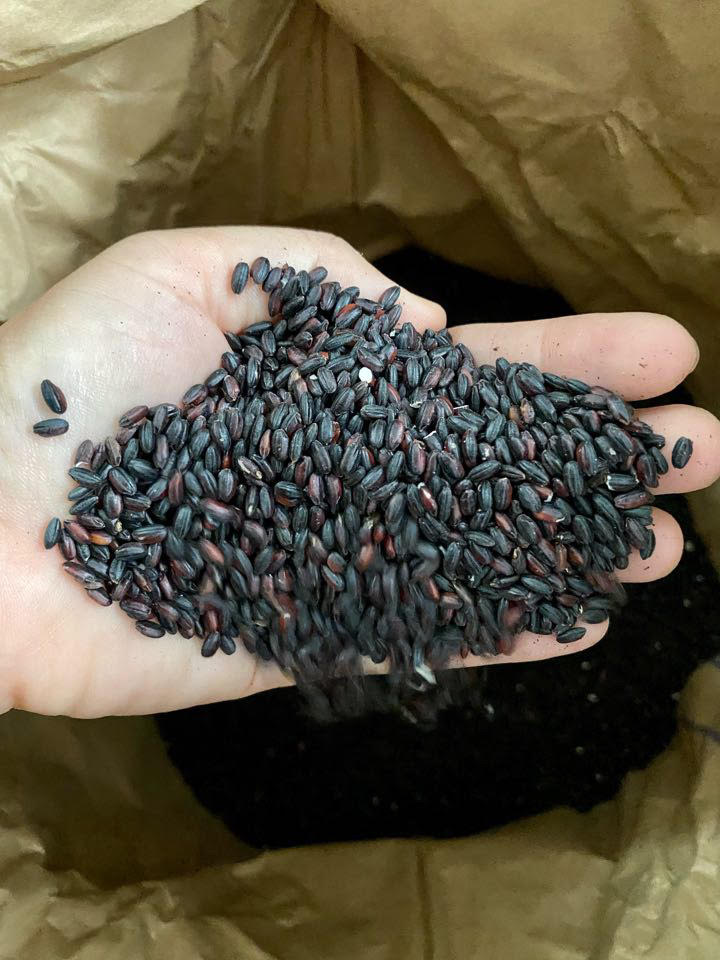 Gạo Lứt Nếp Cẩm Nhật Kuromai Asamurasaki 1kg
