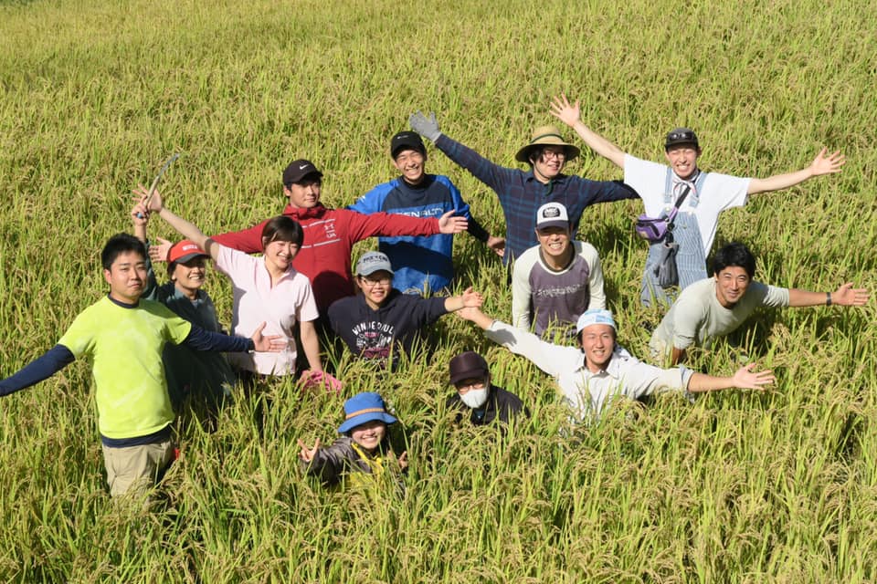 Gạo Nhật thiên nhiên Sasashigure (có chứng nhận hữu cơ JAS)