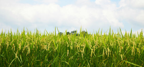 Tawaraya Japanese Rice: Tawaraya Genbei | Japanese rice specialty store ...